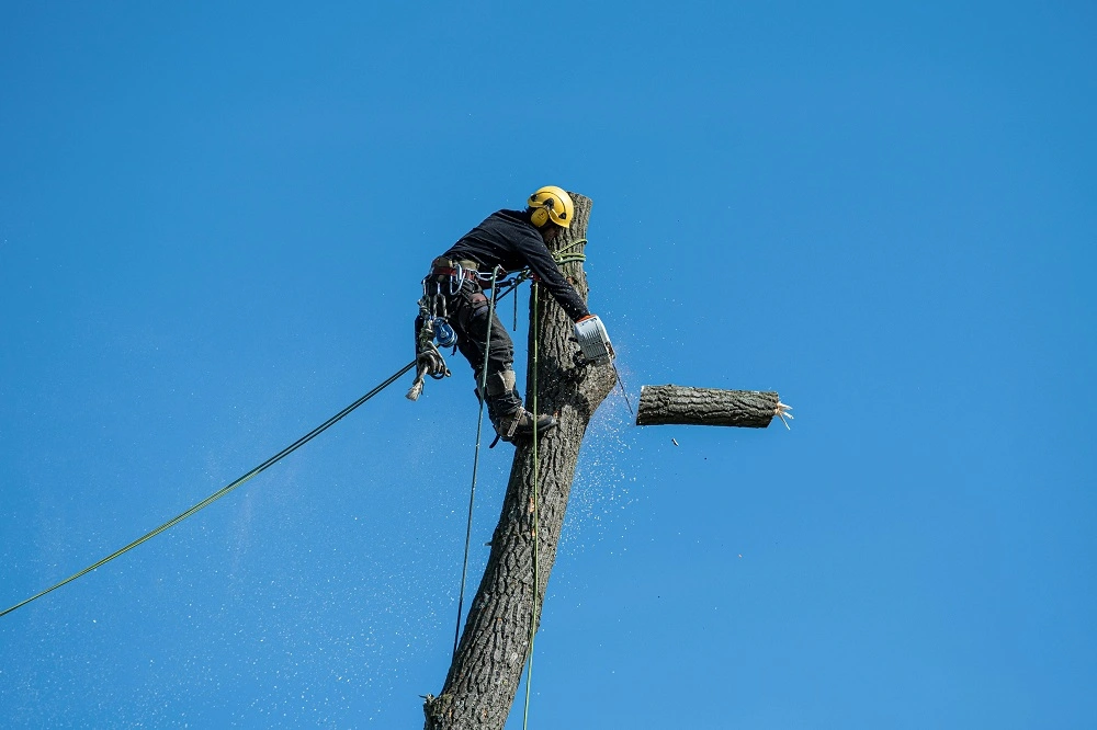SEO for Tree Service Companies: A Complete Guide to Growing Your Business Online in 2025